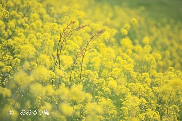 ナノハナ、スイバ