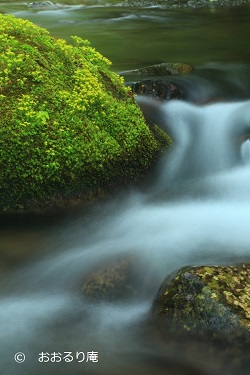 ヒメレンゲ、川