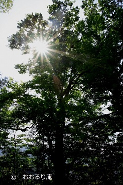 ブナと日差し