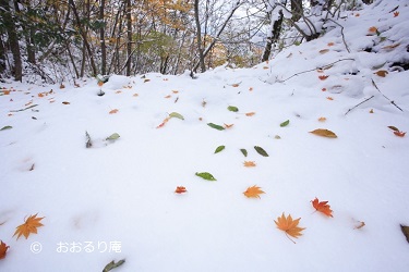 雪散り葉